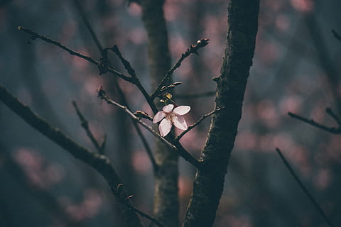 jeffma, flower, tree, forest, nature, sakura, nature backgrounds HD wallpaper