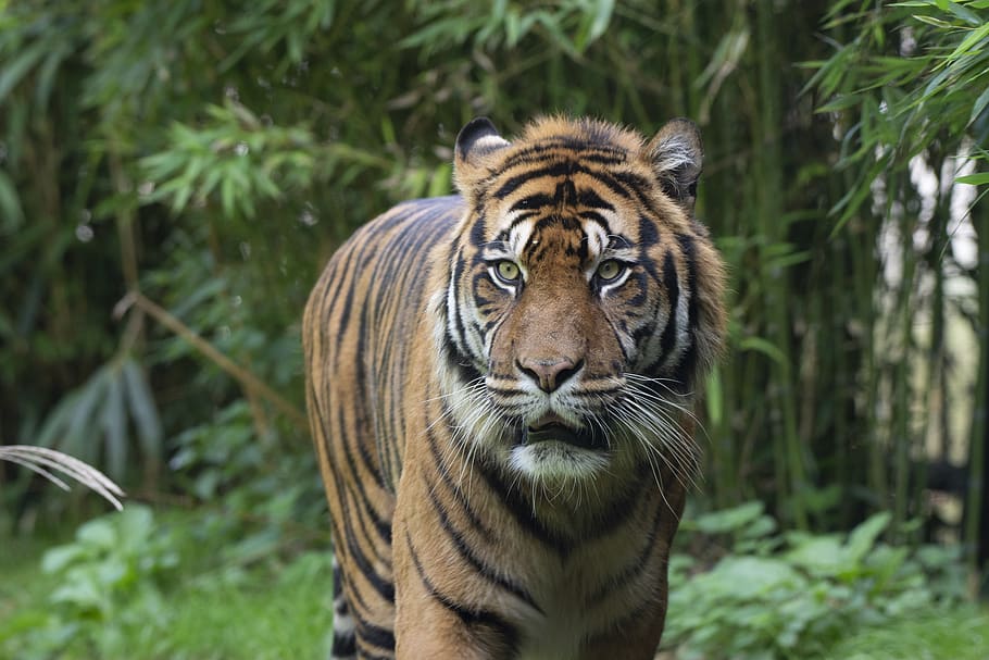 tiger, predators, blijdorp, carnivores, zoo, animal themes HD wallpaper
