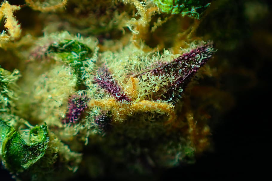 bud, cannabis, close up, dope, drug, flower, ganja, green, hemp, HD wallpaper