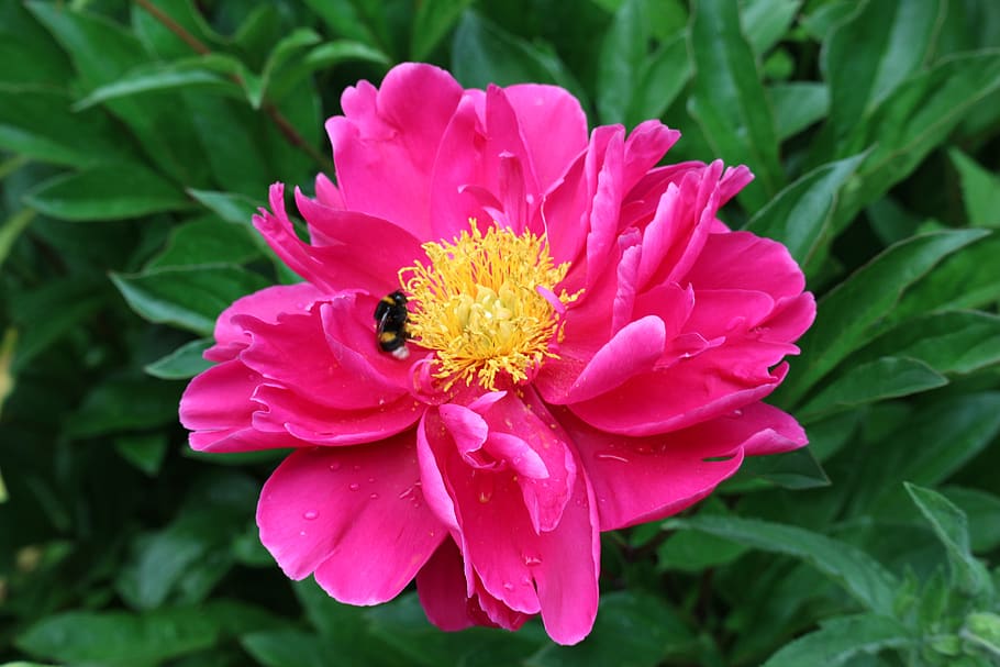 flower, bee, insect, nectar, plant, nature, summer, flowering plant HD wallpaper