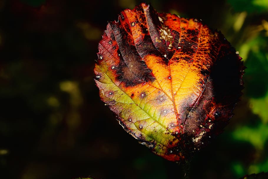 plant, leaf, veins, tree, insect, animal, invertebrate, fruit HD wallpaper