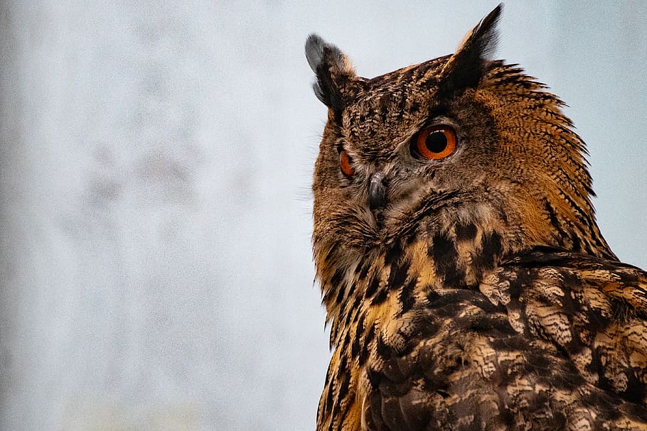 Shallow Focus Photography Of Brown Owl, animal, close-up, feathers HD wallpaper