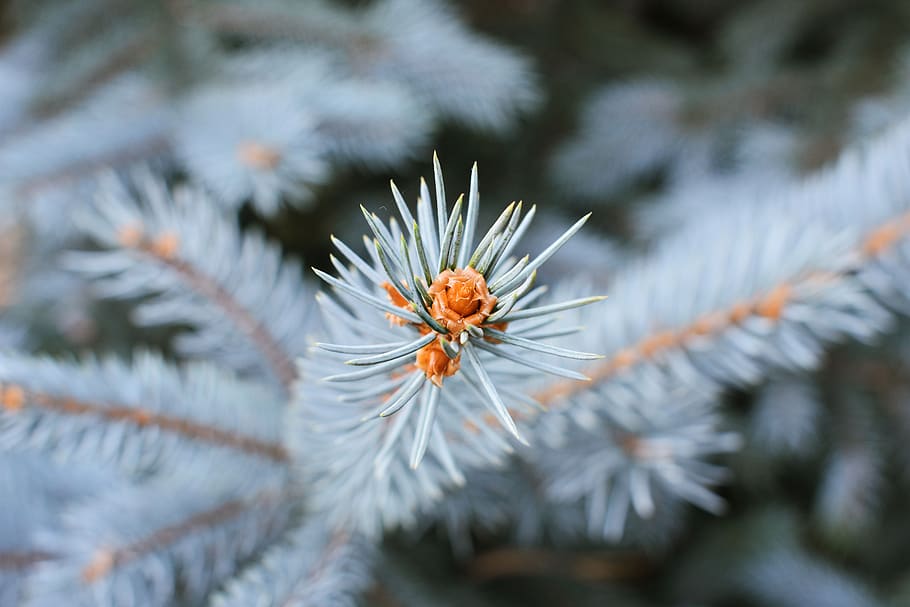 winter, tree, white, snow, evergreen, pine, conifer, christmas HD wallpaper