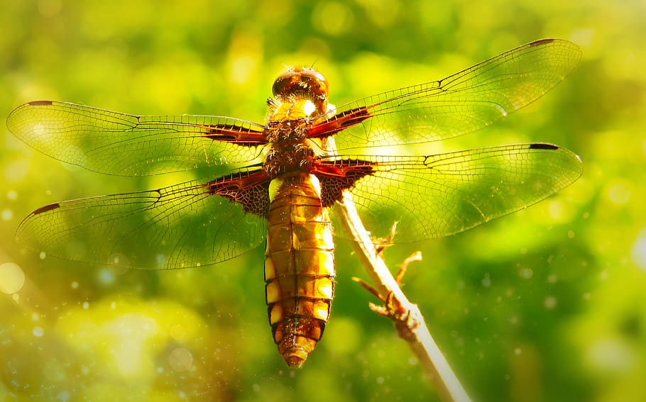 brown dragonfly, invertebrate, anisoptera, animal, insect, photo HD wallpaper
