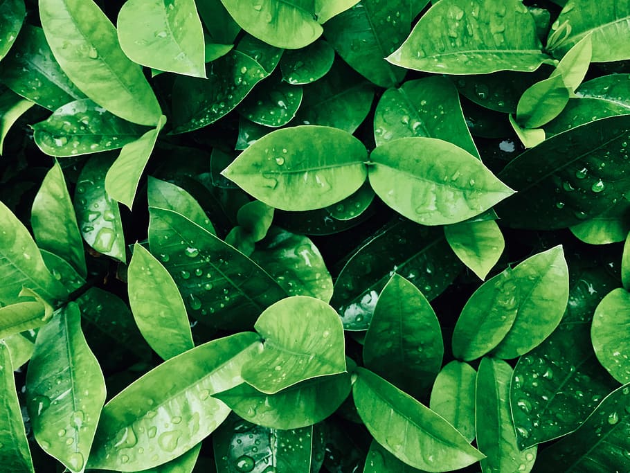 green leaf plant photography, droplet, dew, raindrop, foliage HD wallpaper