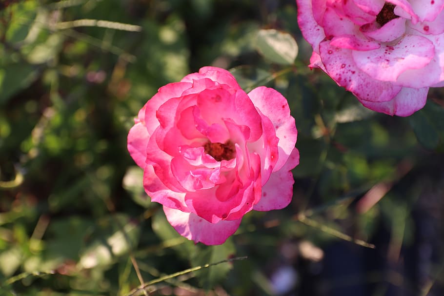 flower, flowers, nature, macro, outdoor, autumn, flowering plant HD wallpaper
