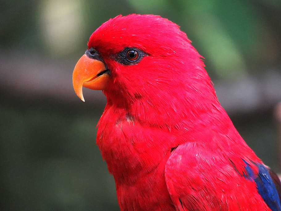 Selective Focus Photography of Red Parrot, animal, animal photography, HD wallpaper