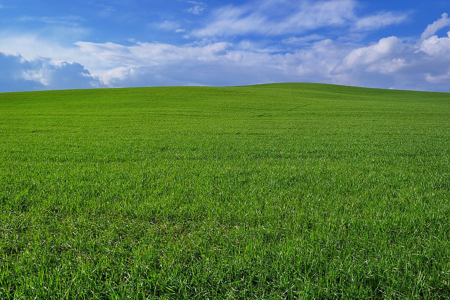 val d'orcia, siena, green color, plant, tranquil scene, landscape HD wallpaper