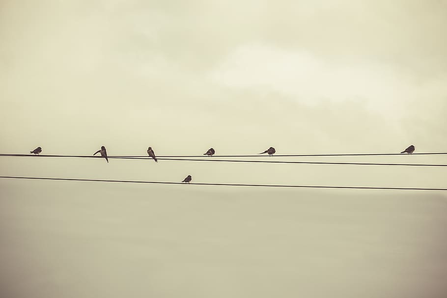 rest, bird, fowl, wire, vertebrate, animals in the wild, animal wildlife HD wallpaper