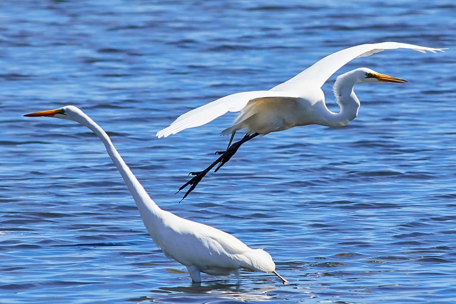 egret, white, wing, flying, bird, animal themes, animal wildlife HD wallpaper