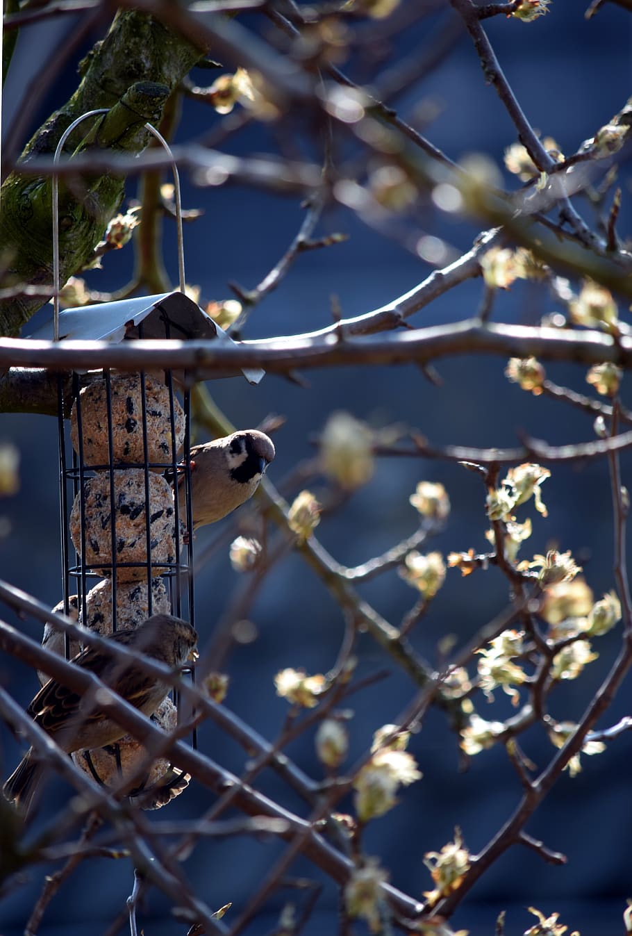 birds, sparrows, feeding, tree, spring, nature, sperling, animal HD wallpaper