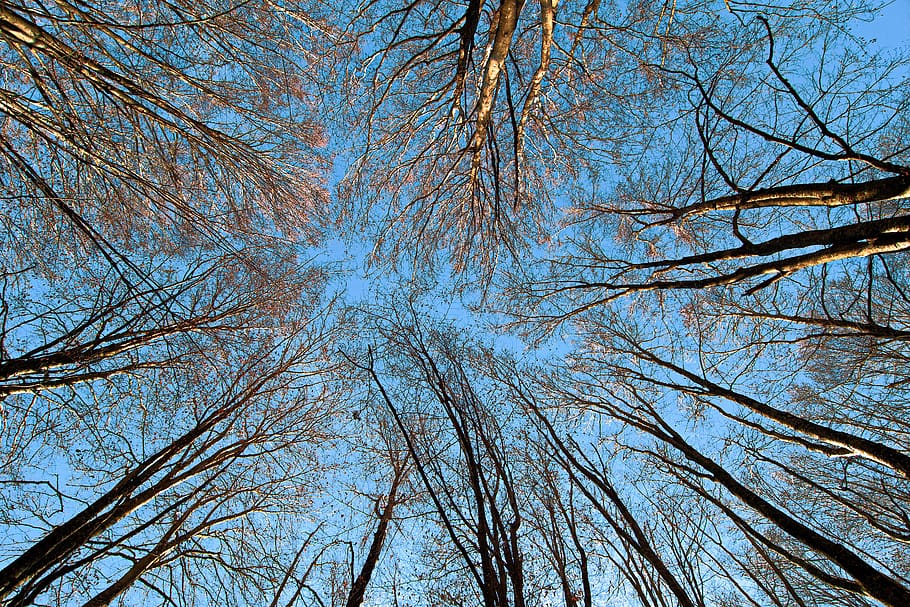 leafless tree, plant, tree trunk, birch, light, flare, maple HD wallpaper
