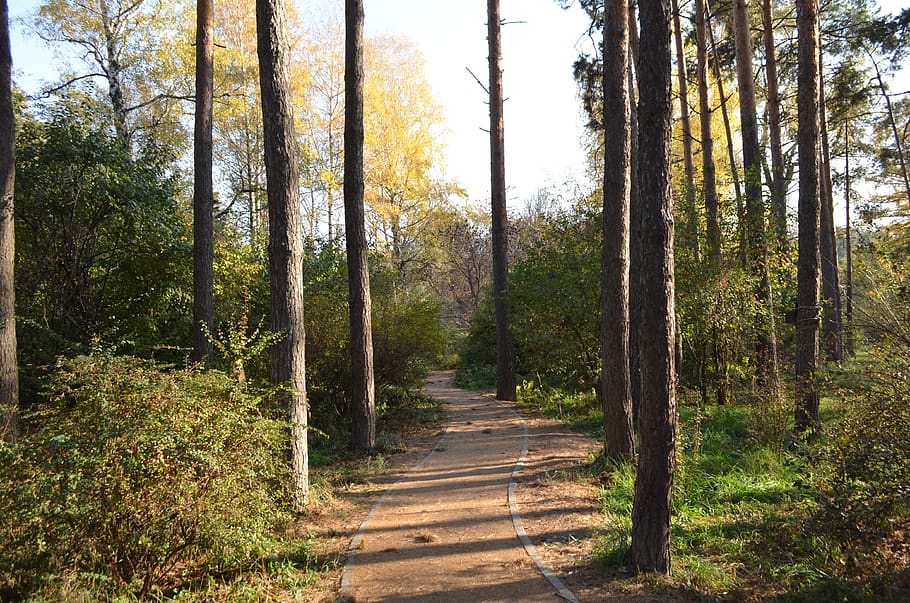 forest, trees, autumn, landscape, nature, the way, green, leaves HD wallpaper