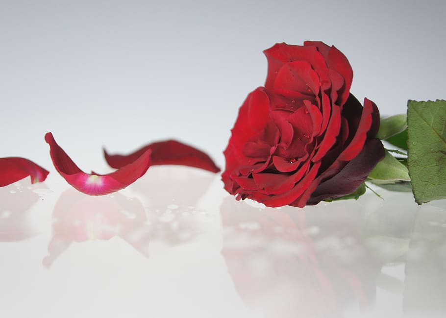 rose, map, mourning, greeting, love, flower, flowering plant HD wallpaper