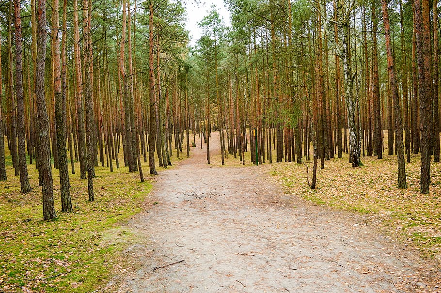 forest, tree, the path, autumn, plant, land, tranquility, growth HD wallpaper