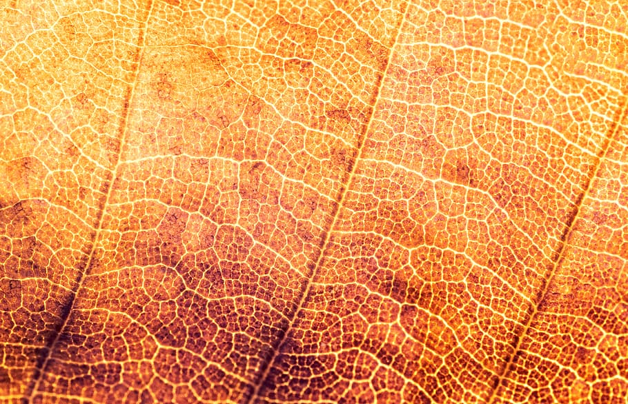 micro photograph of leaf, grain, vein, brown, orange, background HD wallpaper