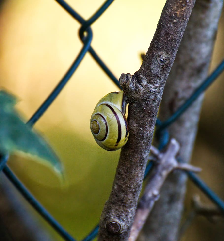 snail, shell, macro, close up, nature, slowly, mollusk, animal, HD wallpaper