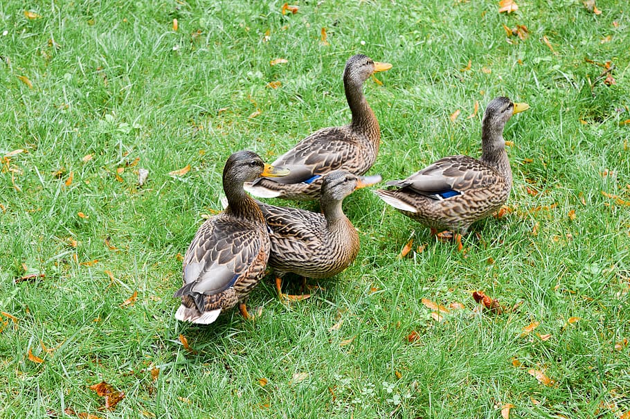 ducks, green grass, summer, birds, vertebrate, animals in the wild, HD wallpaper