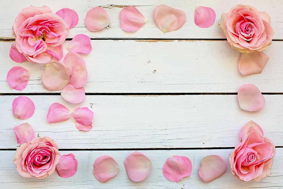 flower, rose, petals, pink, text space, background, desktop, HD wallpaper