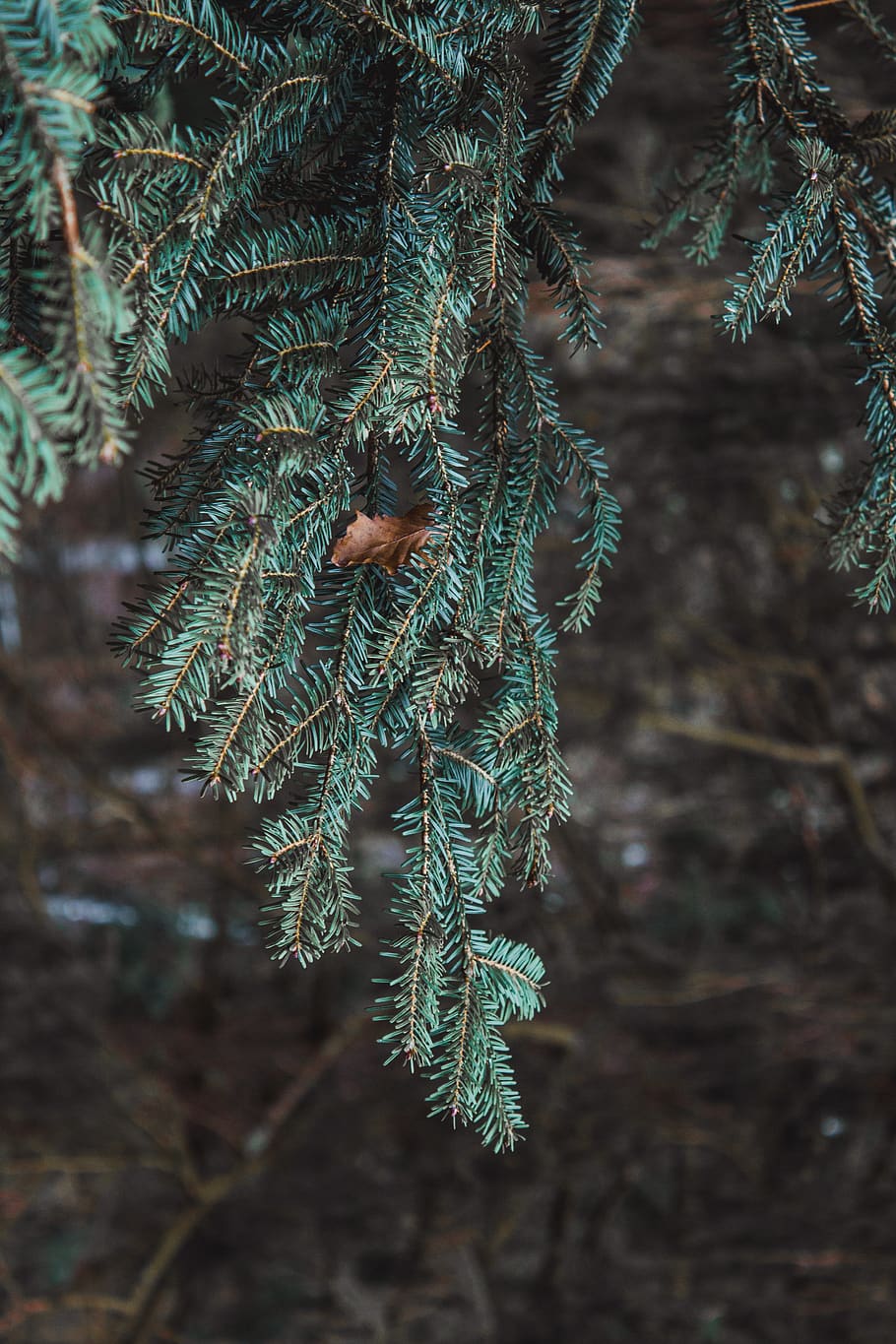 fir-needle, tree, forest, green, winter, nature, organic, zero waste HD wallpaper