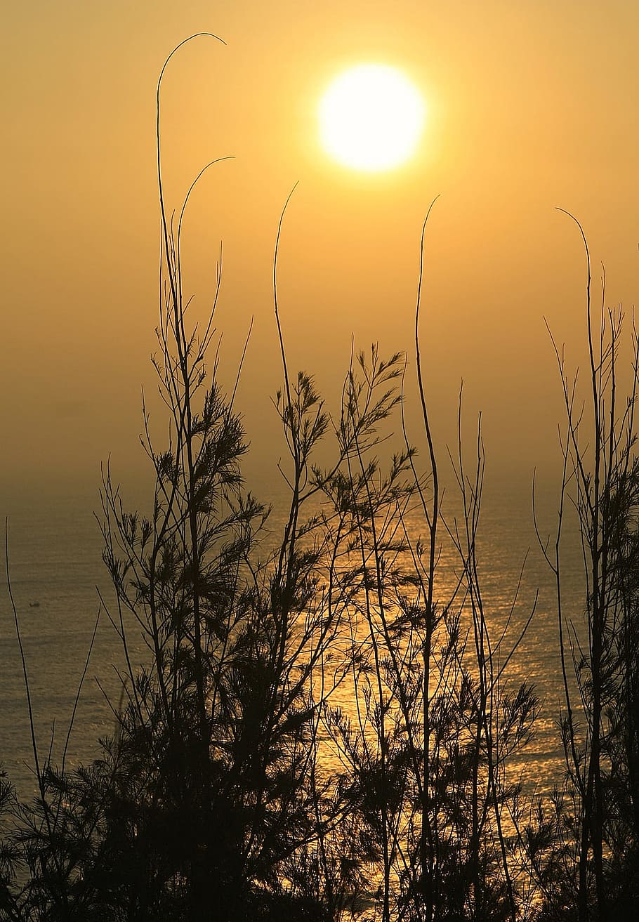 view, sea, ocean, river, water, flow, dawn, sunset, sky, plant HD wallpaper