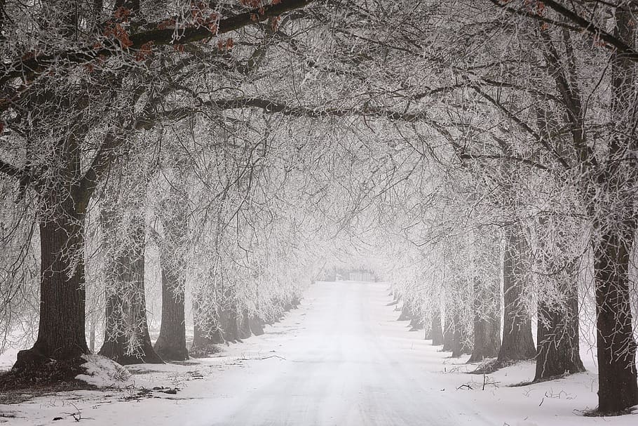 winter, snow, tree, cold, frost, weather, road, avenue, away HD wallpaper