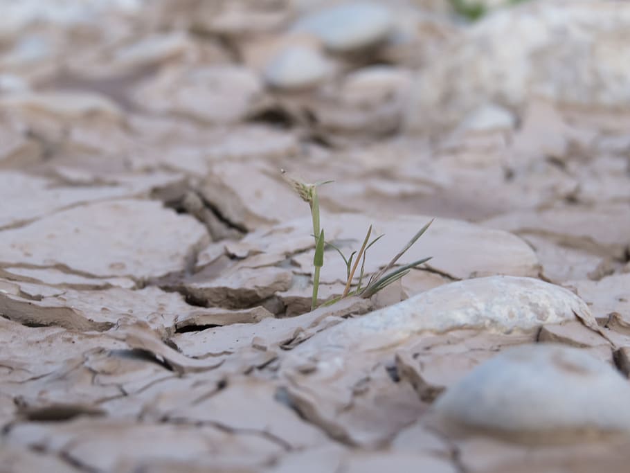 selective focus, plant, nature, close-up, no people, growth HD wallpaper