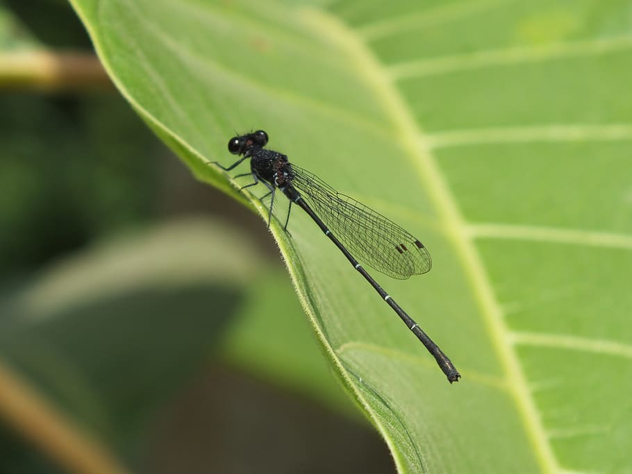 dragonfly, leaf, macro, invertebrate, insect, animal wildlife HD wallpaper