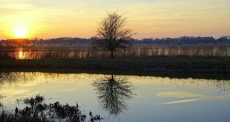 tree, sunset, nature, twilight, evening, dusk, mood, abendstimmung HD wallpaper