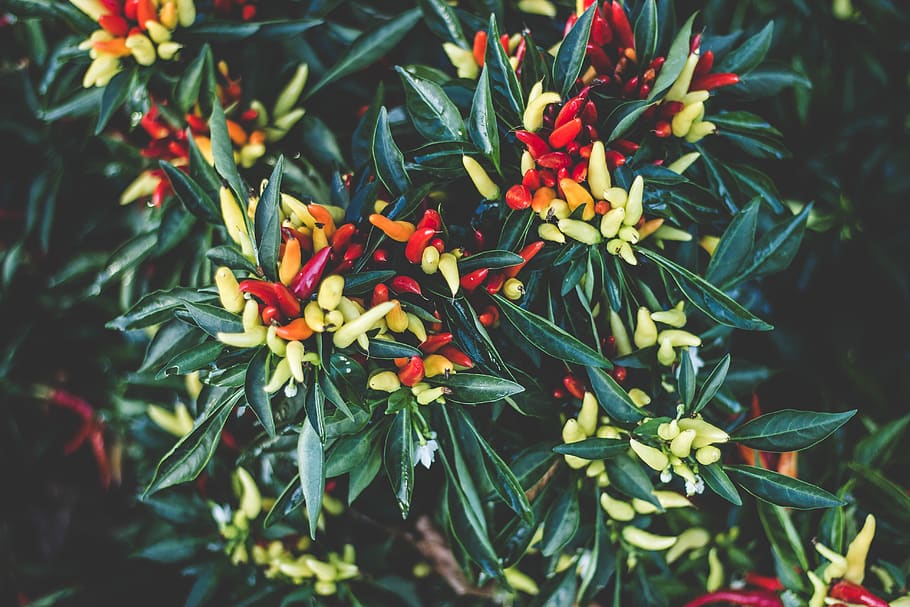 green leaf, plant, vegetable, produce, pepper, flora, food, united states HD wallpaper