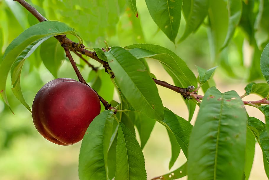 fruit, plum, red, plums, tasty, delicious, vitamins, violet HD wallpaper