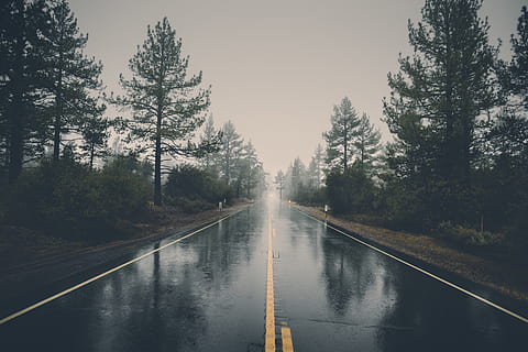 winter, raining, californium, background, landscape, forest HD wallpaper