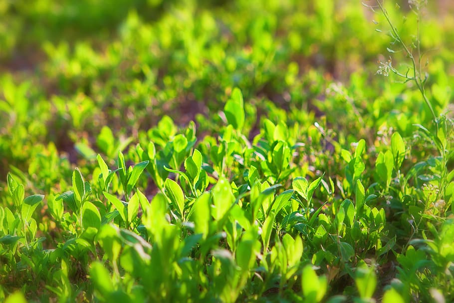 background, ecology, environment, field, grass, green, lawn HD wallpaper