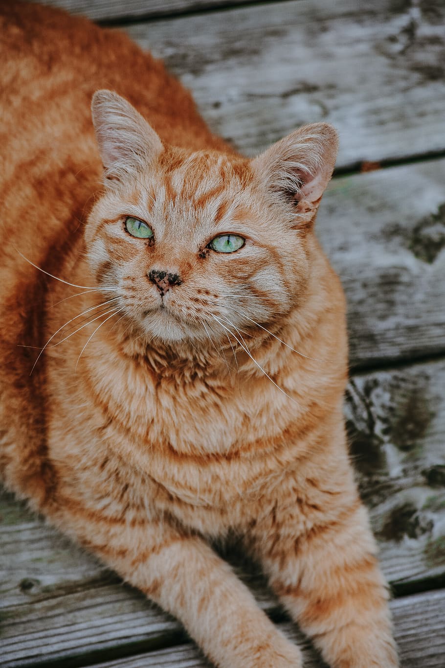 cat, cats, kitten, kittens, pets, domestic, mammal, feline HD wallpaper