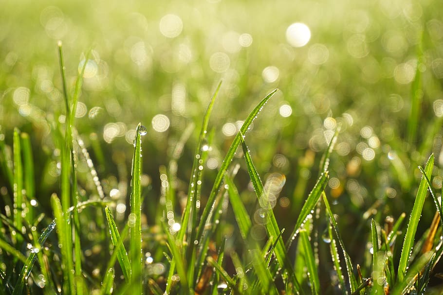 dew drops on green grasses, plant, nature, droplet, field, outdoors HD wallpaper