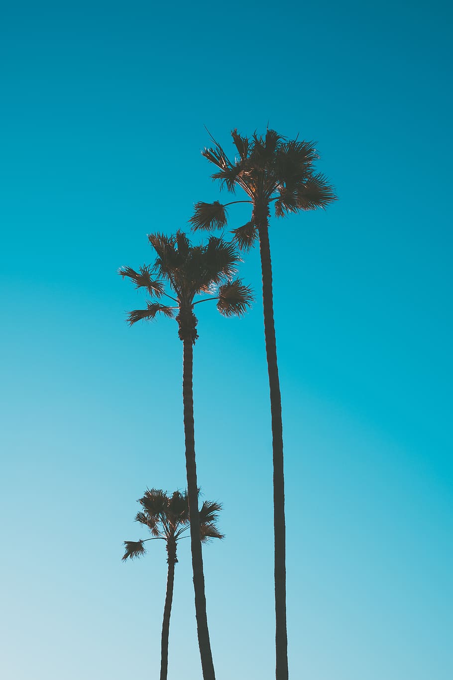 three palm trees, sky, plant, low angle view, blue, growth, tropical climate HD wallpaper