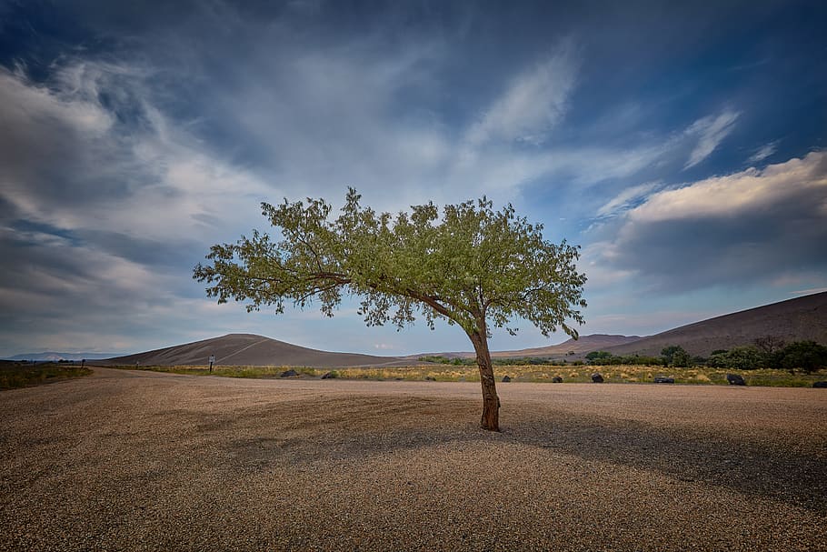 united states, idaho, western, tree, naturer, landscape, oasis, HD wallpaper