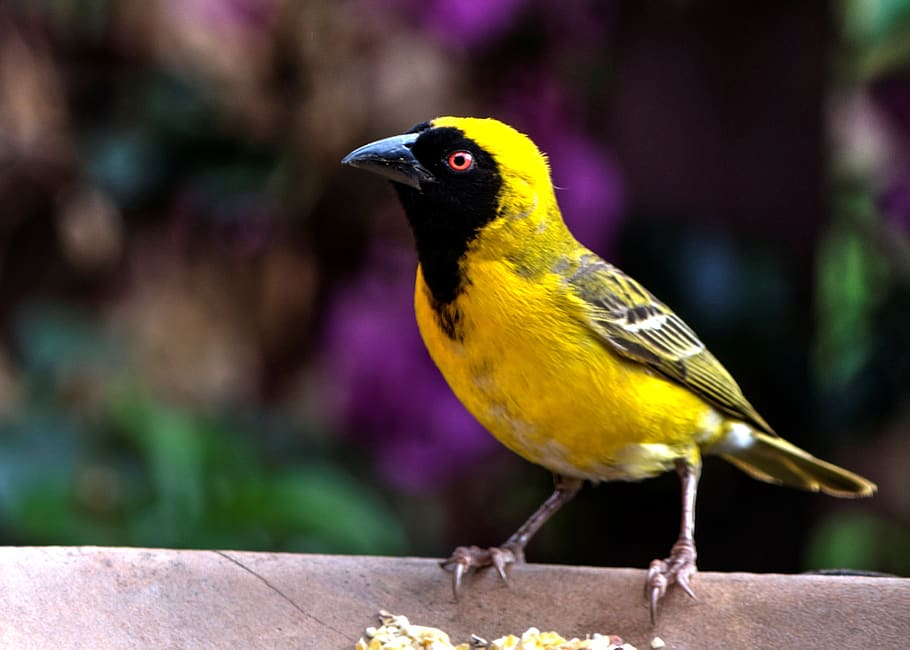 Bird Perching on Outdoors, animal, blur, close-up, daylight, feather, HD wallpaper
