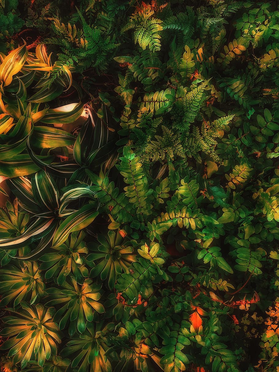 green leafed plant, fern, foliage, detail, nature, dense, dark