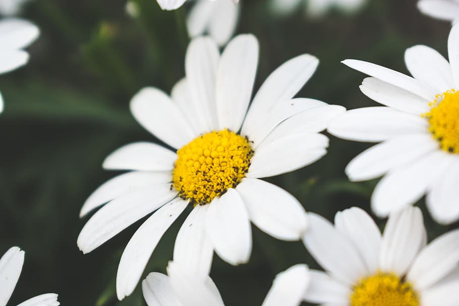 daisy, flower, yellow, white, closeup, flowering plant, fragility HD wallpaper