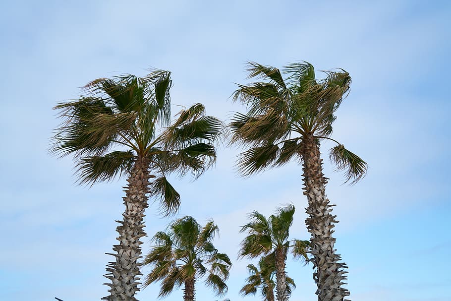 palm, tropical, holiday, exotic, nature, summer, marine, leaves HD wallpaper