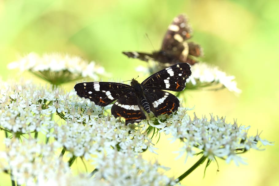 summer, butterfly, flowers, bug, wing, nature, meadow, yellow HD wallpaper