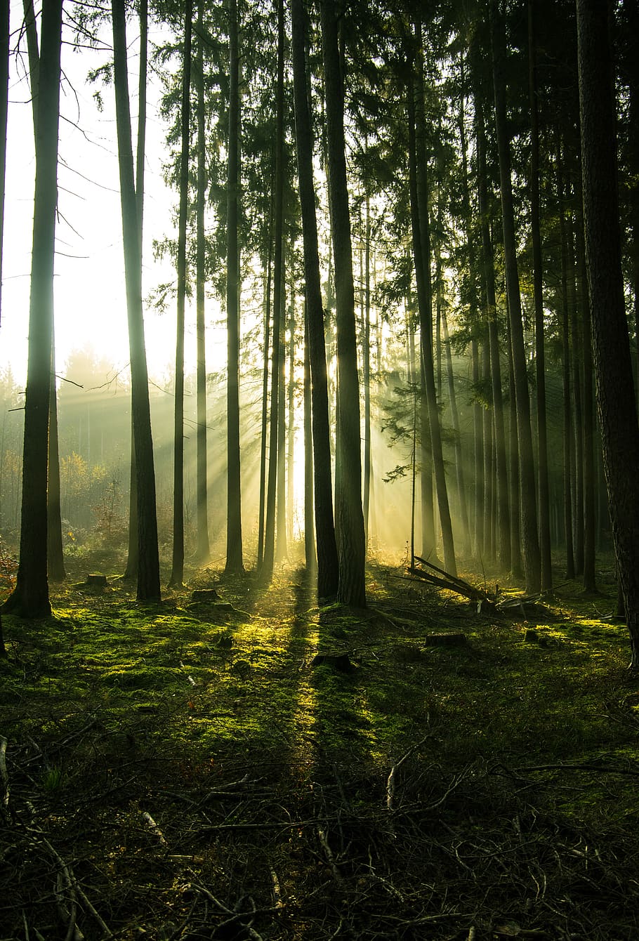 forest, trees, landscape, fog, light, mystical, mood sunrise HD wallpaper