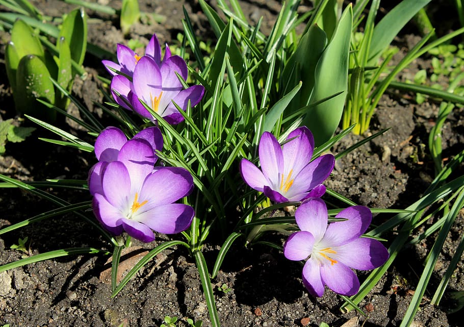 crocus, saffron, violet, spring flowers, krokus, nature, march HD wallpaper