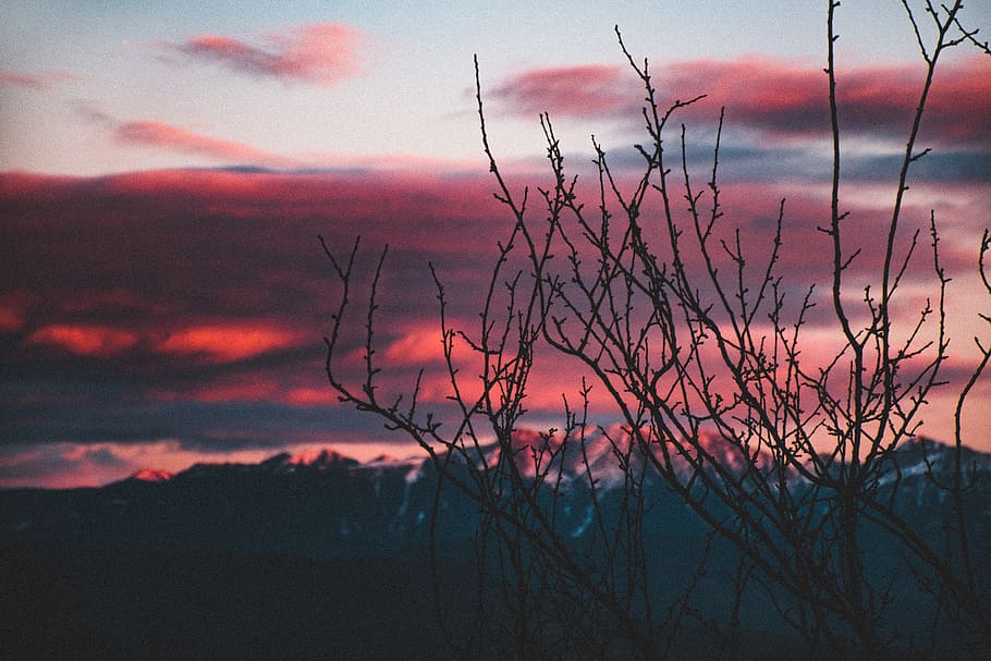 gray tree, nature, outdoors, sunset, red sky, dawn, dusk, sunlight HD wallpaper