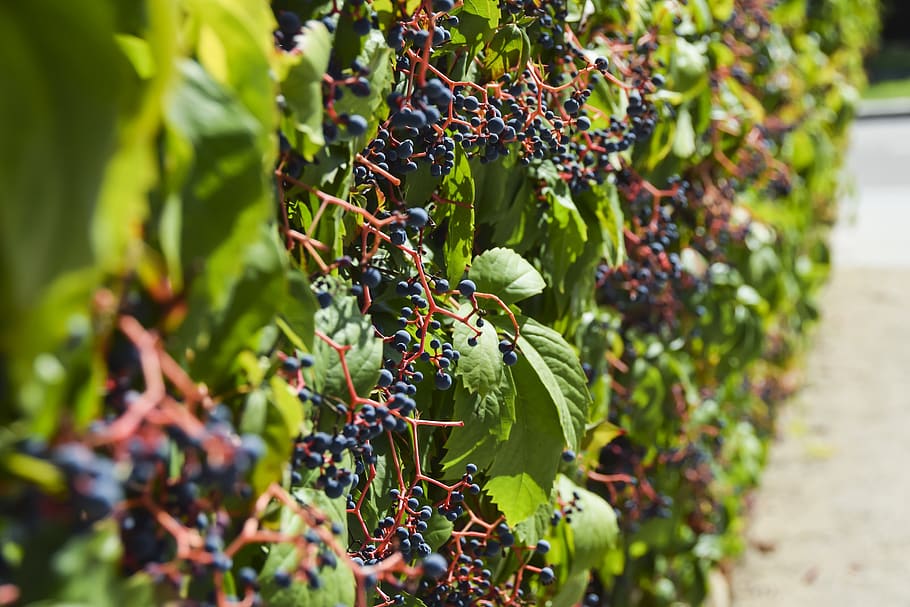 vineyard, grape, wine, grapes, background, spring, green, nature HD wallpaper