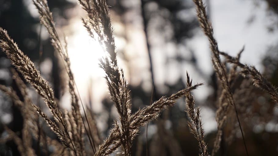 grasses, nature, mood, forest, brown, plant, close-up, growth HD wallpaper