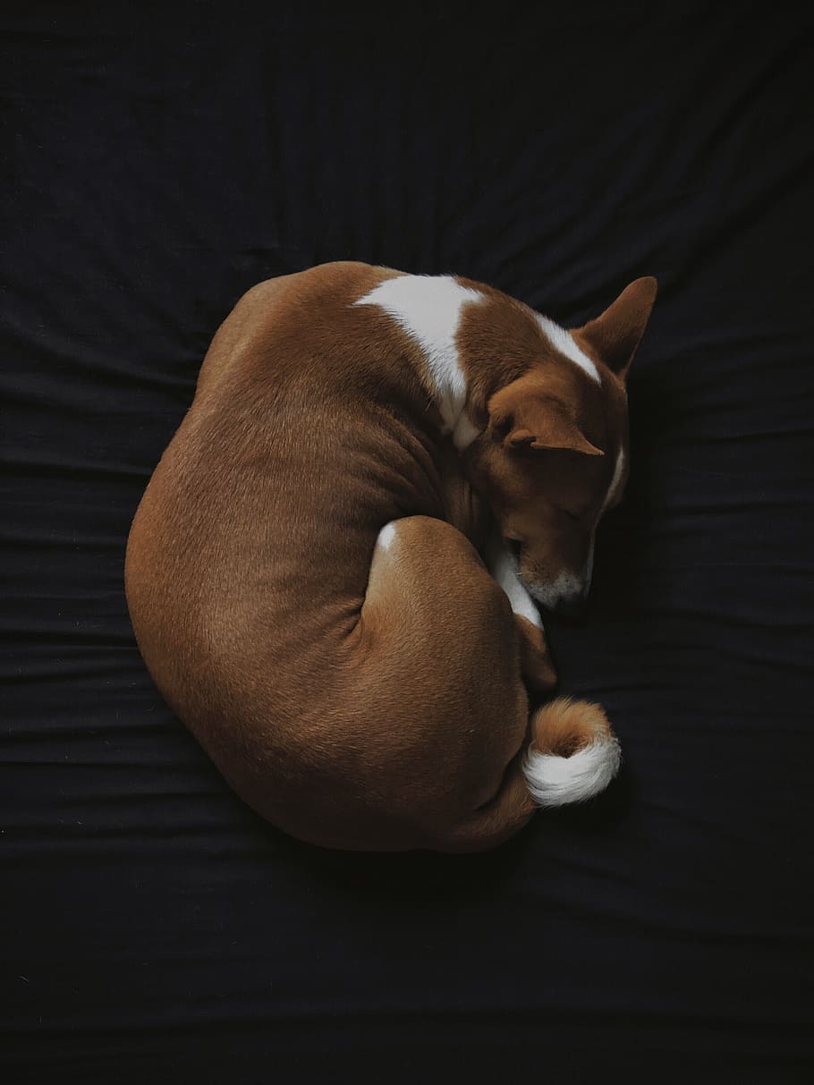 short-coated white and brown dog sleeping on black fabric seat, HD wallpaper