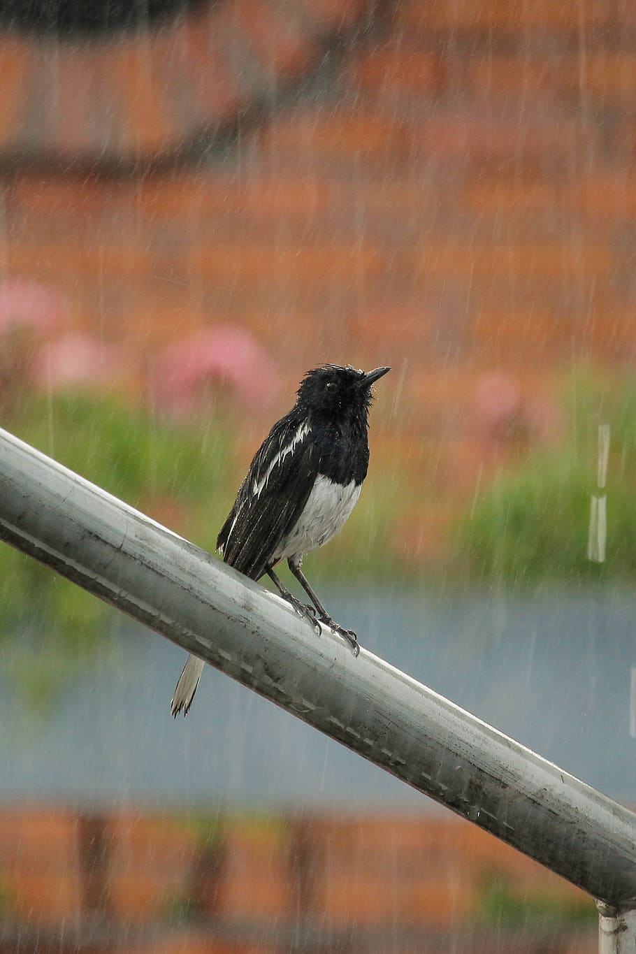HD wallpaper: bird, rainy, water droplet, wet, blue warbler, urban, pole |  Wallpaper Flare