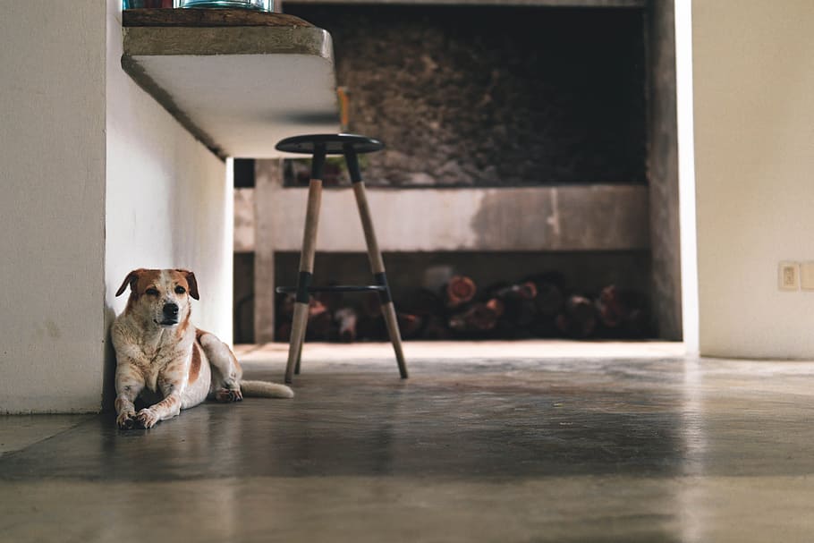 brown and white dog lying on floor, interior, building, stool HD wallpaper